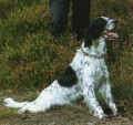 Setter Anglais RADENTIS NOBEL Setter Anglais RADENTIS NOBEL